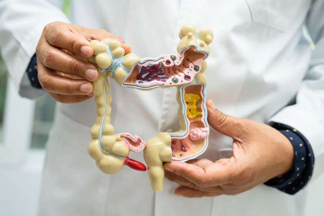 Cultivating Immunity With Our Gut