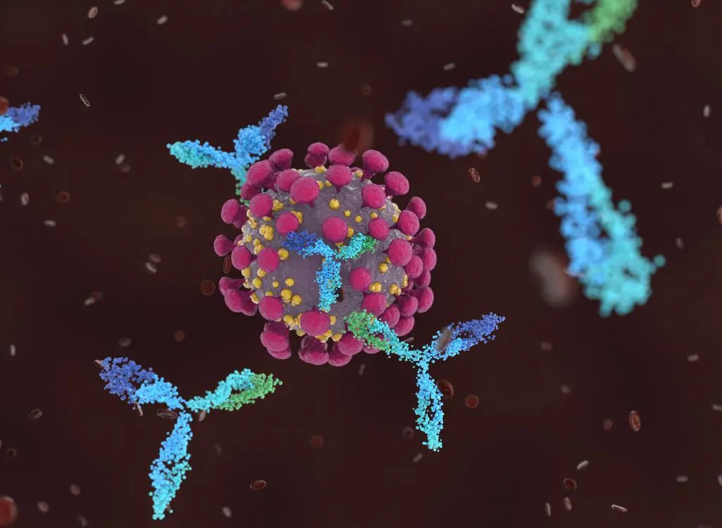 Immune-System-Clues-Shed-Light-on-Persistent-Long-Covid-Symptoms Science Based Labs